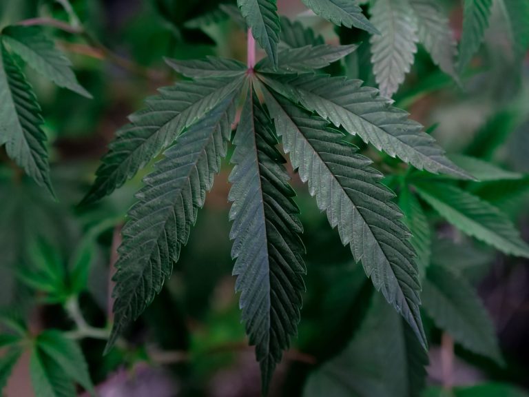 How Much Does a Weed Licence Cost in South Africa? (2026)